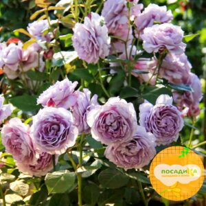 Роза шраб Флоренс Делатре купить по цене от 350.00р. в интернет-магазине «Посадика» с доставкой почтой в в Москве и по всей России – [изображение №1].