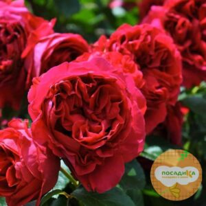 Роза ПАРКОВАЯ Бенджамин Бриттен купить по цене от 469.00р. в интернет-магазине «Посадика» с доставкой почтой в в Москве и по всей России – [изображение №1].