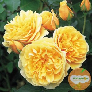 Роза ПАРКОВАЯ Грехам Томас купить по цене от 479.00р. в интернет-магазине «Посадика» с доставкой почтой в в Москве и по всей России – [изображение №1].