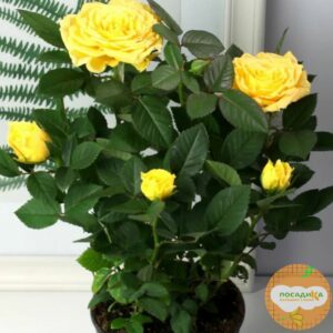 Роза миниатюрная Атлантик Палас купить по цене от 479.00р. в интернет-магазине «Посадика» с доставкой почтой в в Москве и по всей России – [изображение №1].