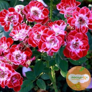 Роза Ред Мин купить по цене от 409.00р. в интернет-магазине «Посадика» с доставкой почтой в в Москве и по всей России – [изображение №1].