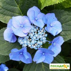 Гортензия крупнолистная Блаумайзе  ЗКС купить по цене от 520.00р. в интернет-магазине «Посадика» с доставкой почтой в в Москве и по всей России – [изображение №1].