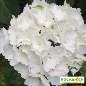 Гортензия крупнолистная Мадам Эмили Мулье купить по цене от 350.00р. в интернет-магазине «Посадика» с доставкой почтой в в Москве и по всей России – [изображение №1].