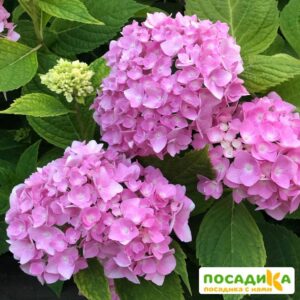 Гортензия крупнолистная Мини Хорнли ЗКС купить по цене от 420.00р. в интернет-магазине «Посадика» с доставкой почтой в в Москве и по всей России – [изображение №1].
