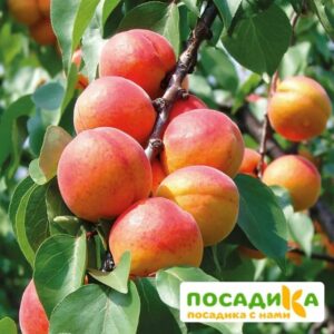 Абрикос Августин купить по цене от 355р. в интернет-магазине «Посадика» с доставкой почтой в в Москве и по всей России – [изображение №1].