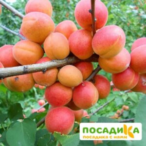 Абрикос Амур купить по цене от 355р. в интернет-магазине «Посадика» с доставкой почтой в в Москве и по всей России – [изображение №1].