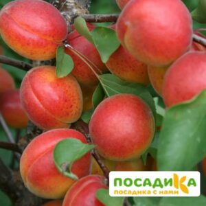 Абрикос Северное сияние купить по цене от 355р. в интернет-магазине «Посадика» с доставкой почтой в в Москве и по всей России – [изображение №1].