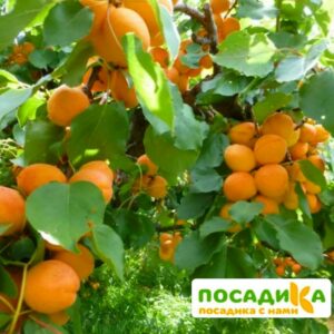 Абрикос Саянский купить по цене от 355р. в интернет-магазине «Посадика» с доставкой почтой в в Москве и по всей России – [изображение №1].