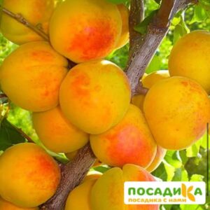 Абрикос Сибиряк купить по цене от 355р. в интернет-магазине «Посадика» с доставкой почтой в в Москве и по всей России – [изображение №1].