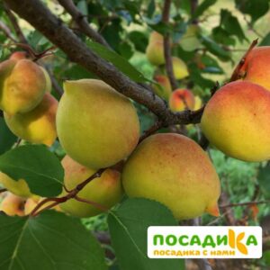 Абрикос Королевский купить по цене от 355р. в интернет-магазине «Посадика» с доставкой почтой в в Москве и по всей России – [изображение №1].