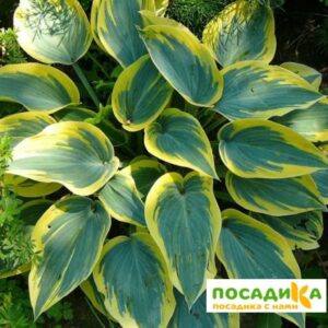 Хоста Абикуа Мунбеам (Abiqua Moonbeam) купить по цене от 385р. в интернет-магазине «Посадика» с доставкой почтой в в Москве и по всей России – [изображение №1].