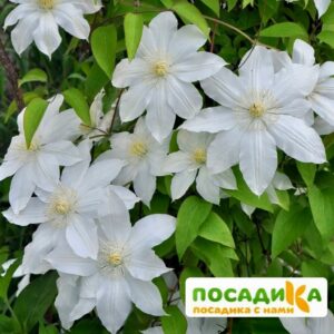 Клематис Аполлония (Apollonia) ЗКС купить по цене от 350р. в интернет-магазине «Посадика» с доставкой почтой в в Москве и по всей России – [изображение №1].