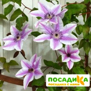 Клематис Бест Вишес ЗКС купить по цене от 420.00р. в интернет-магазине «Посадика» с доставкой почтой в в Москве и по всей России – [изображение №1].