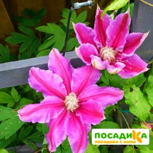 Клематис Бис Юбилей ЗКС купить по цене от 390.00р. в интернет-магазине «Посадика» с доставкой почтой в в Москве и по всей России – [изображение №1].