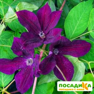 Клематис Блэк Принц (Black Prince) ЗКС купить по цене от 390.00р. в интернет-магазине «Посадика» с доставкой почтой в в Москве и по всей России – [изображение №1].