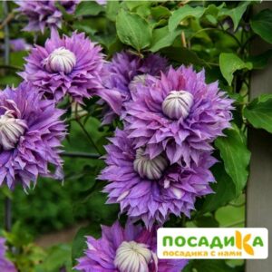 Клематис Диамантина ЗКС купить по цене от 480.00р. в интернет-магазине «Посадика» с доставкой почтой в в Москве и по всей России – [изображение №1].