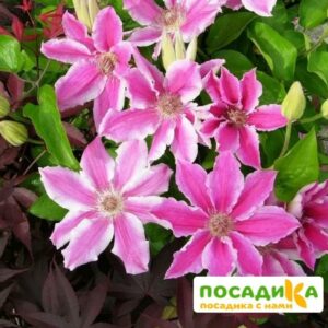 Клематис Карнаби ЗКС купить по цене от 430.00р. в интернет-магазине «Посадика» с доставкой почтой в в Москве и по всей России – [изображение №1].