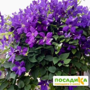 Клематисы Аотеароа ЗКС купить по цене от 410.00р. в интернет-магазине «Посадика» с доставкой почтой в в Москве и по всей России – [изображение №1].