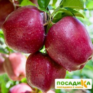 Яблоня Ред Делишес купить по цене от 360р. в интернет-магазине «Посадика» с доставкой почтой в в Москве и по всей России – [изображение №1].