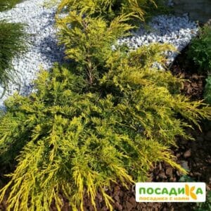 Можжевельник Голд стар купить по цене от 350.00р. в интернет-магазине «Посадика» с доставкой почтой в в Москве и по всей России – [изображение №1].