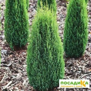 Можжевельник обыкновенный Компресса купить по цене от 400.00р. в интернет-магазине «Посадика» с доставкой почтой в в Москве и по всей России – [изображение №1].