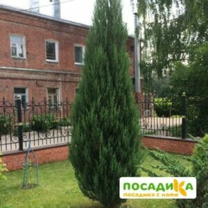 Можжевельник скальный Скайрокет купить по цене от 390.00р. в интернет-магазине «Посадика» с доставкой почтой в в Москве и по всей России – [изображение №1].