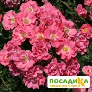 Роза ПОЧВОПОКРОВНАЯ Мирато купить по цене от 429.00р. в интернет-магазине «Посадика» с доставкой почтой в в Москве и по всей России – [изображение №1].