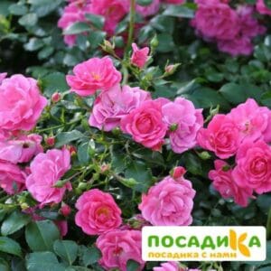 Роза ПОЧВОПОКРОВНАЯ Пальменгартен Франкфурт купить по цене от 429.00р. в интернет-магазине «Посадика» с доставкой почтой в в Москве и по всей России – [изображение №1].