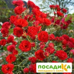 Роза ПОЧВОПОКРОВНАЯ Скарлет Мейяндекор купить по цене от 429.00р. в интернет-магазине «Посадика» с доставкой почтой в в Москве и по всей России – [изображение №1].