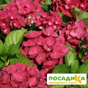 Гортензия крупнолистная Ред Барон ЗКС купить по цене от 410.00р. в интернет-магазине «Посадика» с доставкой почтой в в Москве и по всей России – [изображение №1].