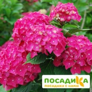 Гортензия крупнолистная Пиа (ЗКС) купить по цене от 410.00р. в интернет-магазине «Посадика» с доставкой почтой в в Москве и по всей России – [изображение №1].
