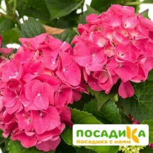 Гортензия крупнолистная Сибилла, Мася ЗКС купить по цене от 450.00р. в интернет-магазине «Посадика» с доставкой почтой в в Москве и по всей России – [изображение №1].