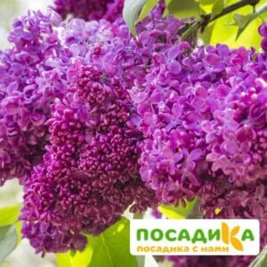 Сирень Чарльз Джоли (Charles Joly) купить по цене от 529.00р. в интернет-магазине «Посадика» с доставкой почтой в в Москве и по всей России – [изображение №1].