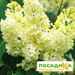 Сирень Примроуз (Primrose) купить по цене от 529.00р. в интернет-магазине «Посадика» с доставкой почтой в в Москве и по всей России – [изображение №1].