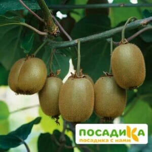 Киви актинидия деликатесная Атлас купить по цене от 450.00р. в интернет-магазине «Посадика» с доставкой почтой в в Москве и по всей России – [изображение №1].