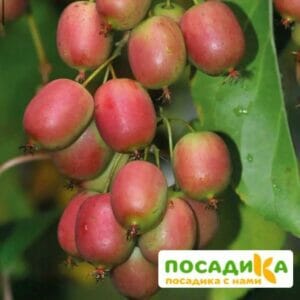 Киви актинидия  Ананасная купить по цене от 450.00р. в интернет-магазине «Посадика» с доставкой почтой в в Москве и по всей России – [изображение №1].