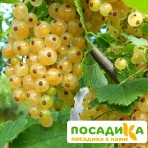 Белая смородина Императорская купить по цене от 200.00р. в интернет-магазине «Посадика» с доставкой почтой в в Москве и по всей России – [изображение №1].