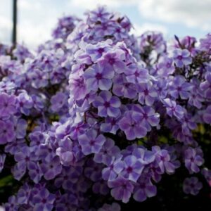 Флокс метельчатый Гжель купить по цене от 299р. в интернет-магазине «Посадика» с доставкой почтой в в Москве и по всей России – [изображение №1].