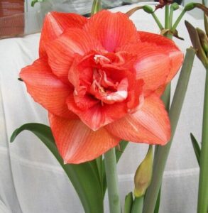Амариллис Бенито купить по цене от 649р. в интернет-магазине «Посадика» с доставкой почтой в в Москве и по всей России – [изображение №1].