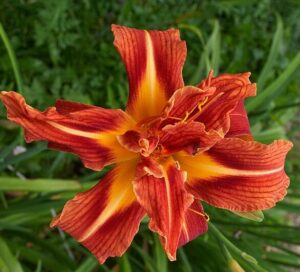 Лилейник гибридный Каррик Уилдон / Carrick Wildon купить по цене от 749р. в интернет-магазине «Посадика» с доставкой почтой в в Москве и по всей России – [изображение №1].