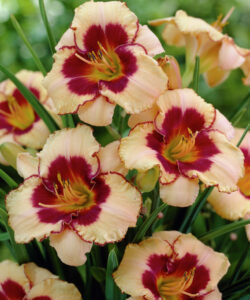 Лилейник Алаква / Alaqua купить по цене от 399р. в интернет-магазине «Посадика» с доставкой почтой в в Москве и по всей России – [изображение №1].