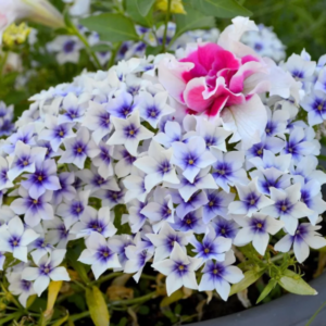 Флокс шиловидный Бавария купить по цене от 319р. в интернет-магазине «Посадика» с доставкой почтой в в Москве и по всей России – [изображение №1].