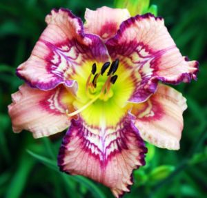 Лилейник Гет Джигги / Get Jiggy купить по цене от 559р. в интернет-магазине «Посадика» с доставкой почтой в в Москве и по всей России – [изображение №1].