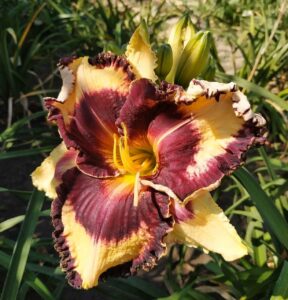 Лилейник Адамас/Adamas купить по цене от 399р. в интернет-магазине «Посадика» с доставкой почтой в в Москве и по всей России – [изображение №1].