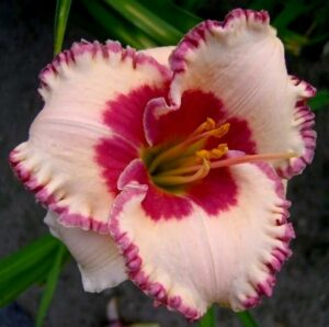 Лилейник Лайз энд Липстик / Lies and Lipstick купить по цене от 549р. в интернет-магазине «Посадика» с доставкой почтой в в Москве и по всей России – [изображение №1].