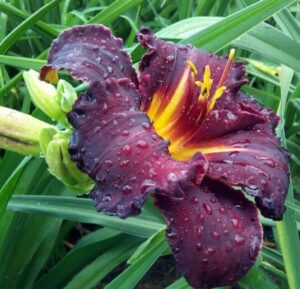 Лилейник гибридный Блэк Стокингс / Black Stockings купить по цене от 559р. в интернет-магазине «Посадика» с доставкой почтой в в Москве и по всей России – [изображение №1].