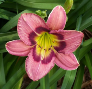 ЛИЛЕЙНИК ОЛВЕЙС АФТЕРНУН / ALWAYS AFTERNOON купить по цене от 320р. в интернет-магазине «Посадика» с доставкой почтой в в Москве и по всей России – [изображение №1].