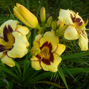 ЛИЛЕЙНИК ЭЛЬ ДЕСПЕРАДО / EL DESPERADO купить по цене от 389р. в интернет-магазине «Посадика» с доставкой почтой в в Москве и по всей России – [изображение №1].