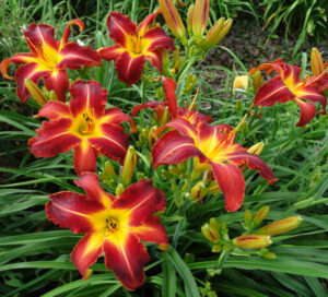 Лилейник Ред Рам / red Rum купить по цене от 289р. в интернет-магазине «Посадика» с доставкой почтой в в Москве и по всей России – [изображение №1].