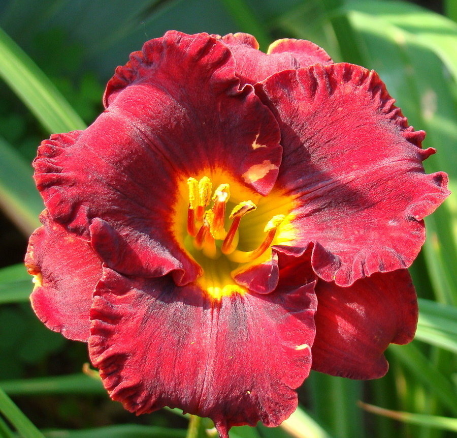 Лилейник Литл Ред Вагон / Lil’Red Wagon купить по цене от 549р. в интернет-магазине «Посадика» с доставкой почтой в в Москве и по всей России – [изображение №1].